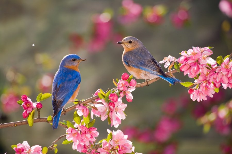 pair-of-birds-on-a-branch